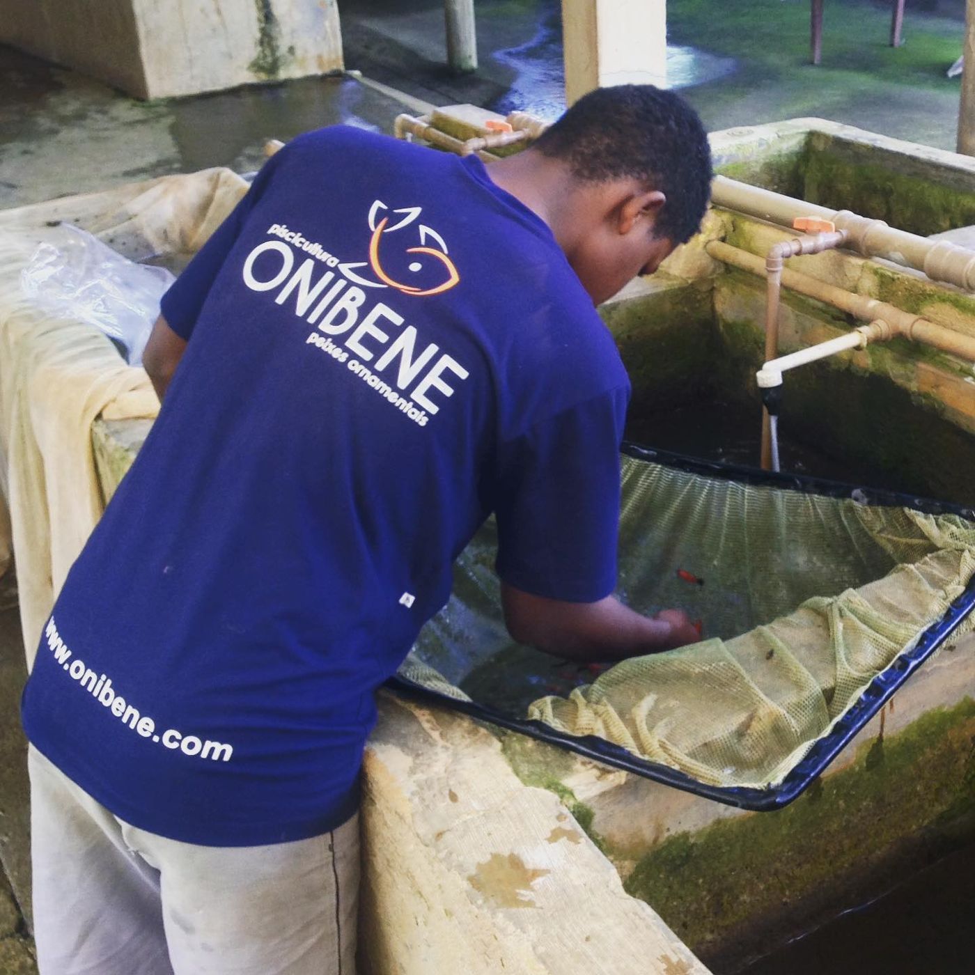 Colaborador da Onibene no manejo