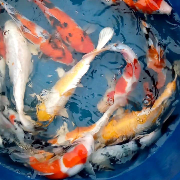 Carpas koi nadando