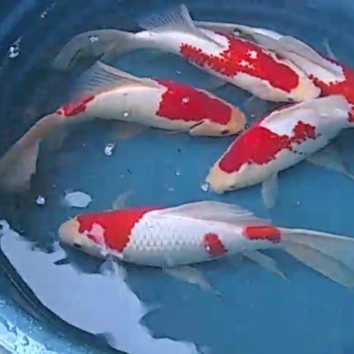Carpas koi