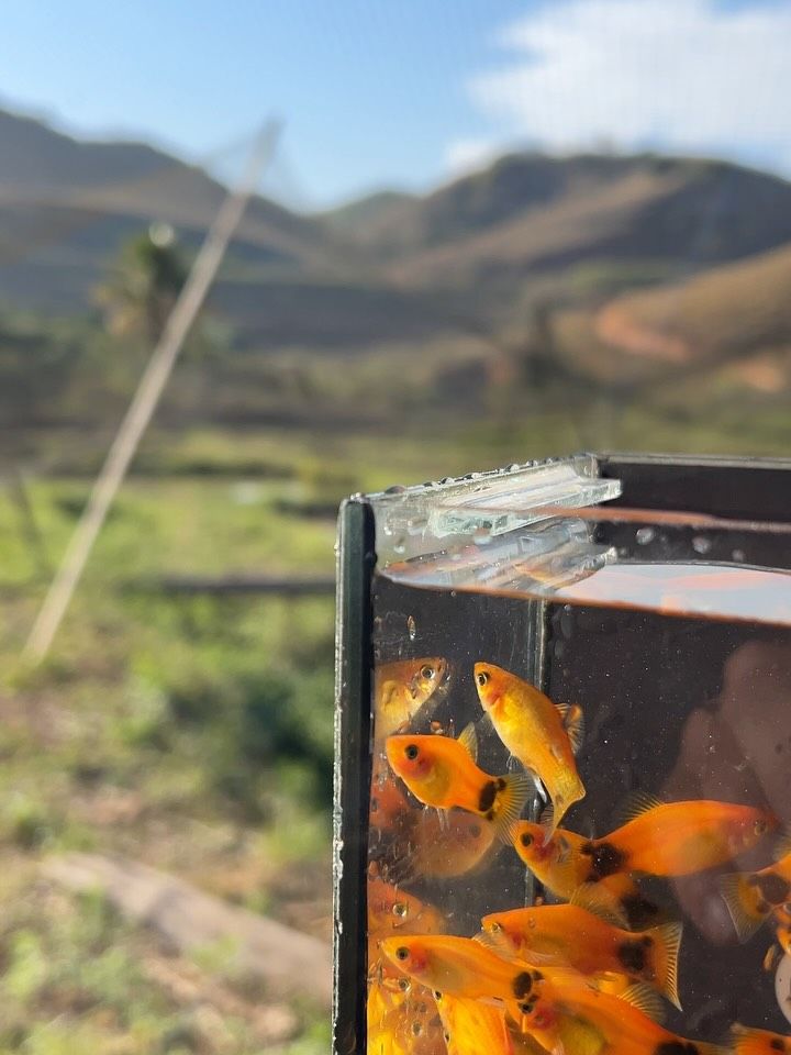 Aquário com peixes da Onibene