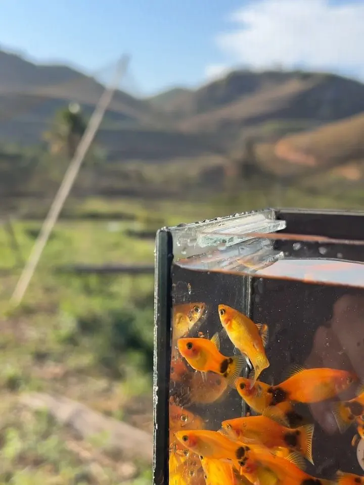 Aquário com peixes da Onibene
