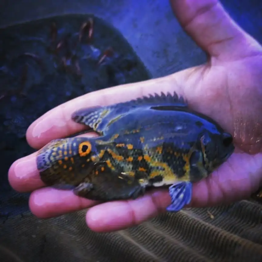 Oscar red tiger
